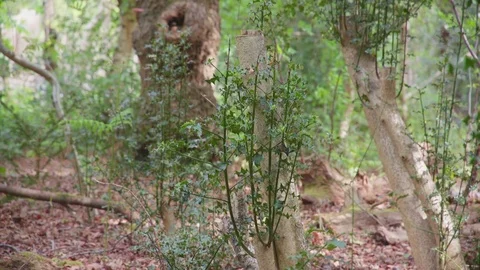 Forest Trees Видео 75539642