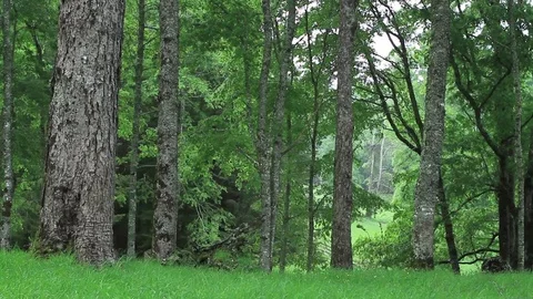 Forest trees Stock Footage 77047656