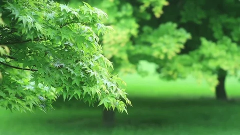 Forest trees Stock Footage 77048855