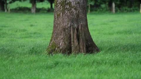 Forest trees Stock Footage 77048915