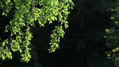 Forest trees Stock Footage 77048997