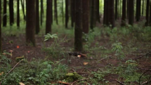 Forest trees Stock Footage 77049275