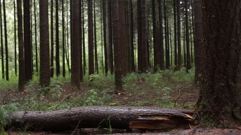 Forest trees Stock Footage 77049526