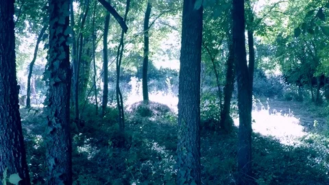 Forest of trees Stock Footage 77134726