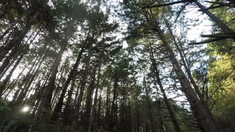 Forest Trees Stock Footage 87106063