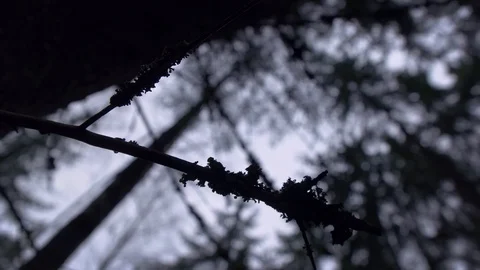 Forest trees Stock Footage 108862501