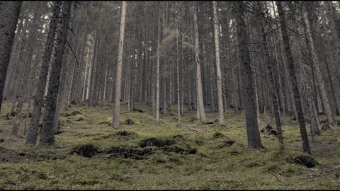 Forest trees Stock Footage 122011059