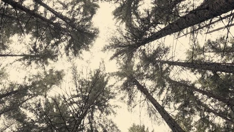 Forest trees Stock Footage 122027649