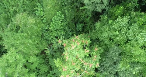 Forest Trees Stock Footage 135679648