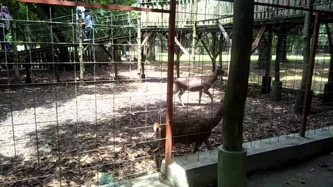 Forest trees 動画素材 169236132