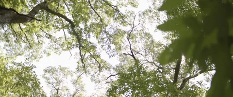 Forest Trees Video stock 202342597