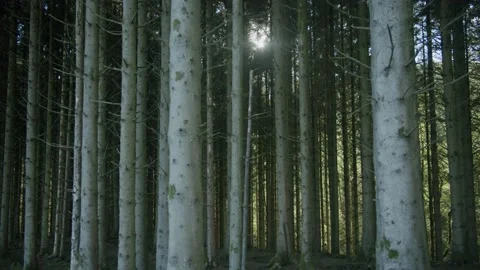 Forest trees Stock Footage 203905537