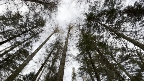 Forest trees Stock Footage 232082869