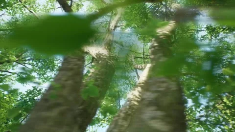 Forest - Trees Stock Footage 248557761