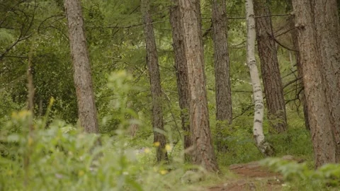 Forest trees Stock Footage 279662975