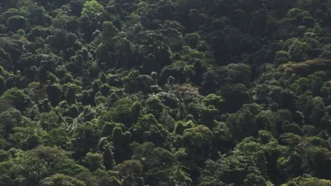 Forest trees Stock Footage 315791554