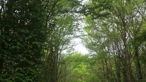 Forest Trees Vidéo 336735741