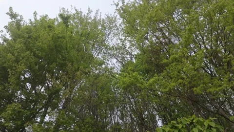 Forest Trees Stock Footage 336736053