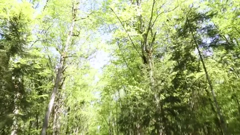 A forest with trees in the foreground and background. Video stock 274659917