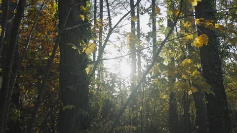 A forest with trees in the foreground and background Stock Footage 298267973