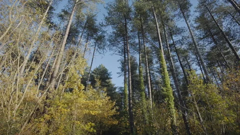 A forest with trees in the foreground and background Stock Footage 298268231