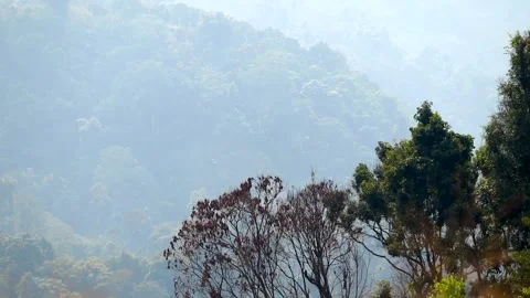 Forest Trees in Foreground with Misty Mountain Hills Stock Footage 329839164