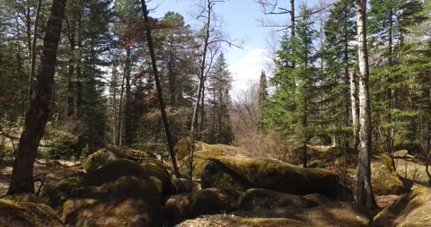 Forest, trees in the forest, path, stones, summer sun Stock Footage 275332946