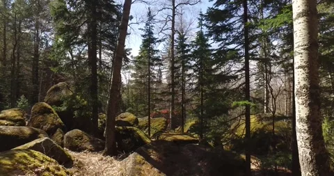 Forest, trees in the forest, path, stones, summer sun Stock Footage 275332986