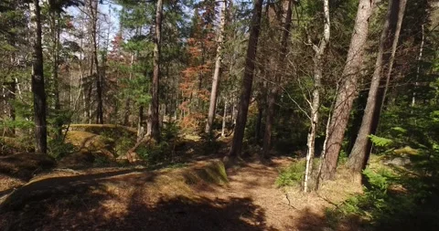 Forest, trees in the forest, path, stones, summer sun Stock Footage 275332995
