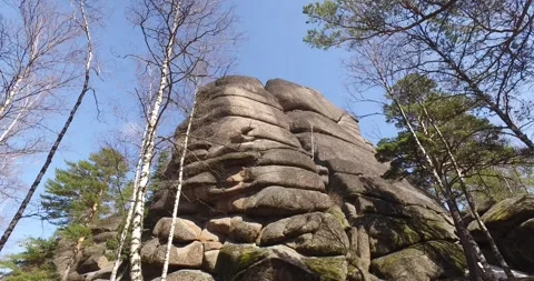 Forest, trees in the forest, path, stones, summer sun Stock Footage 275333018
