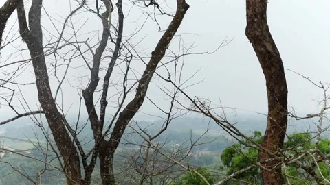 Forest trees framing a distant countryside landscape under a hazy sky Stock Footage 337926789