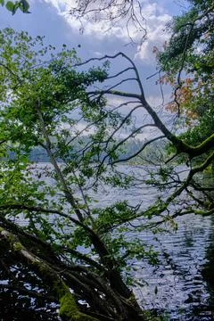Forest trees framing tranquil lake water nature Stock Photos