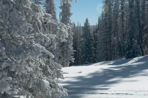 Forest trees frost Stock Photos