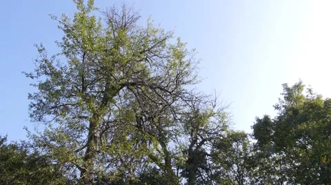 Forest trees on a gentle breeze in the summer, with blue sunny sky. Stock-Footage 42817414