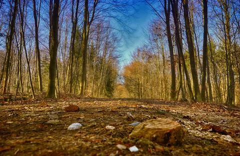 Forest trees germany. Stock Photos