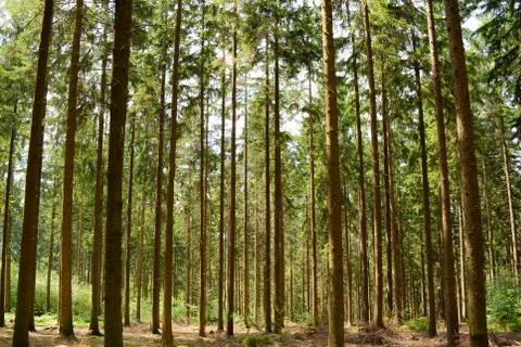Forest trees grass path tree trunks of pine trees Stock Photos