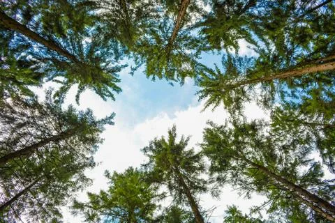 Forest trees grass path tree trunks of pine trees Stock Photos