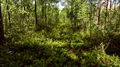 Forest with trees, green bushes and branches. Gimbal shot. Video stock 203839130