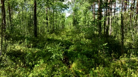 Forest with trees, green bushes and branches. Gimbal shot. Vídeo Stock 203839292