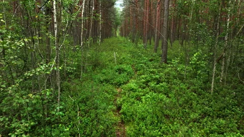 Forest with trees, green bushes and branches. Gimbal shot. Stockbeeldmateriaal 203840242