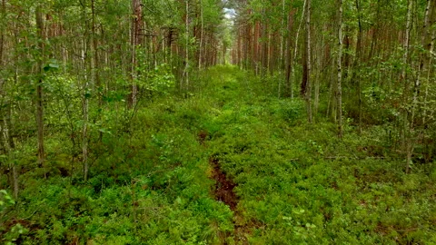 Forest with trees, green bushes and branches. Gimbal shot. Stockbeeldmateriaal 203841069