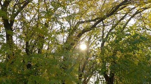 Forest, trees with green leaves Vidéo 165198179