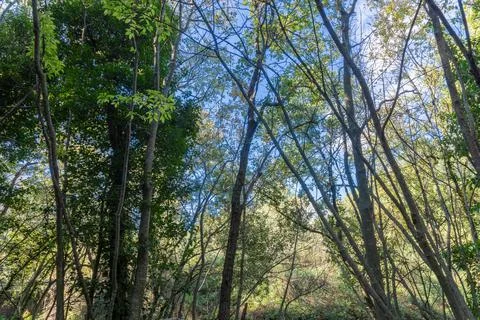Forest with trees with green Stock Photos