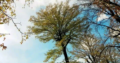Forest trees green spring summer leaves at daylight sky with sun flare rays Vidéo 115781898