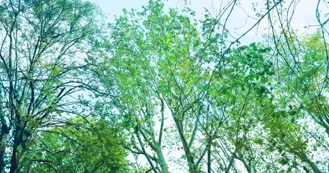 Forest trees green spring summer leaves at daylight sky Stock Footage 124442168