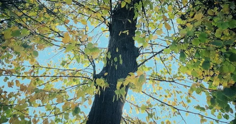 Forest trees green spring summer leaves at daylight Stock-Footage 131309992