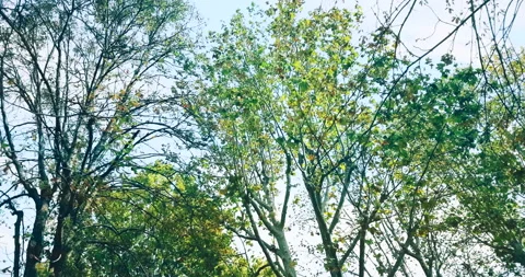 Forest trees green spring summer leaves at daylight sky with sun flare rays Stock Footage 142451166