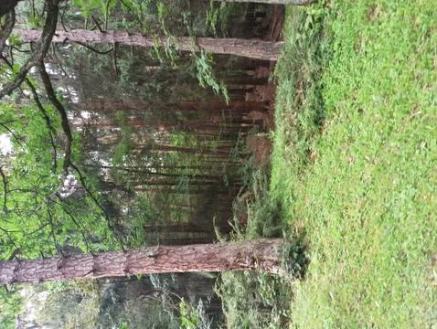 Forest trees greens 스톡 사진