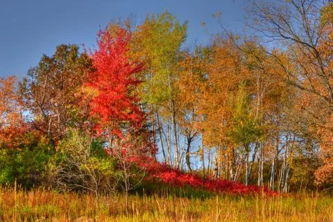 Forest trees in high dynamic range Stock Photos