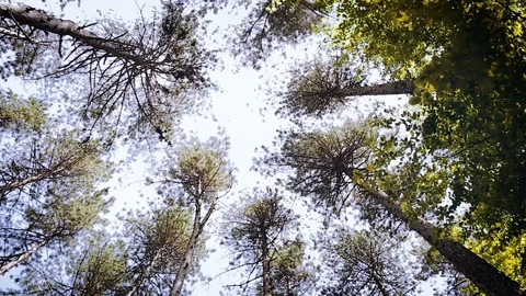 Forest - Trees Illuminated By Sunbeams Video stock 89891567